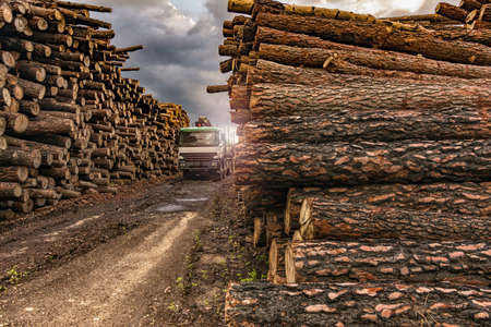 Transport of pine logs in a sawmill for processing and pellet processingの写真素材