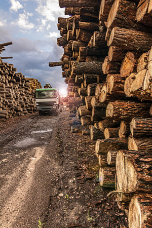 Transport of pine logs in a sawmill for processing and pellet processing