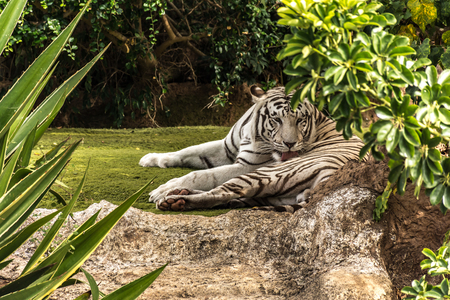 Animal welfare in a zoo. White tiger in a zoo in good conditionの写真素材