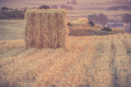 Packs of straw mowed and packaged in a hot summer