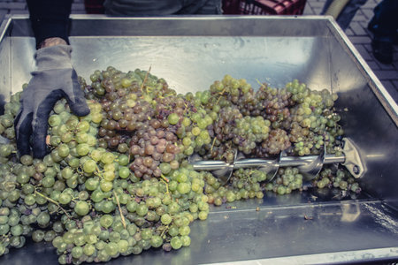 Process of crushing the grapes in winemaking