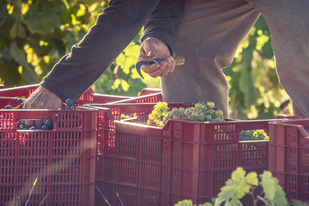 Adult man carrying grapes in full grape harvestの写真素材
