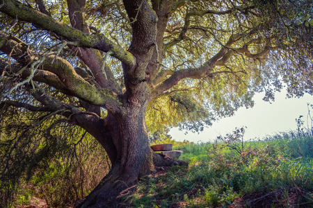 Millenary oak in the province of Segovia in the small town of Madriguera (Spain)の写真素材