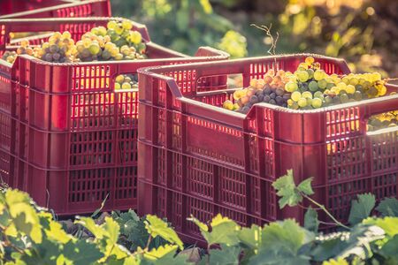 Transporting the harvest of grapes of the seasonの写真素材