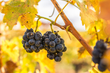 Red vineyards in the appellation of origin The valleys of Benavente in Zamora (Spain)