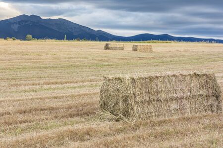 Bundles of straw in a dry field during the summer of Castilla in Spainの写真素材
