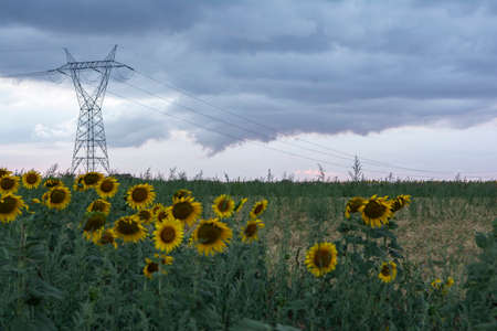 Landscape of a field of sunflowers and in the background electric conduction linesの写真素材