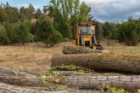 Industrial machinery for the transport and loading of logs in a wood factoryの写真素材