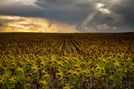 Dried sunflowers in Castilla in the interior of Spain