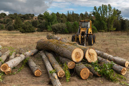 Industrial machinery for the transport and loading of logs in a wood factoryの写真素材