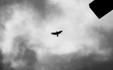 The fly from above