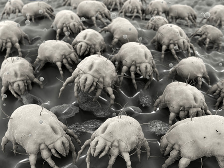 Dust mites. Dust mites eat flakes of shed human skin and other organic detritus.