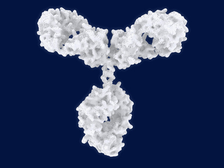 Antibody. Structure of antibody molecule to by by determined by X-Ray cristallography.の写真素材