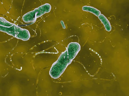 EHEC bacteria