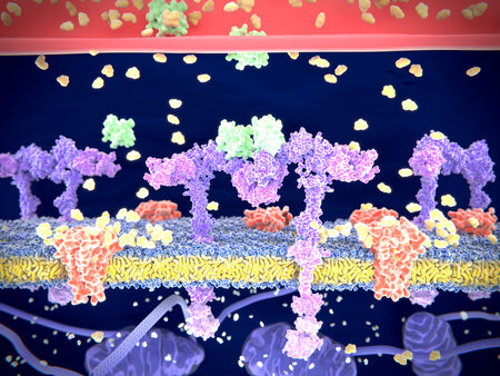Insulin binding to the Insulin Receptor