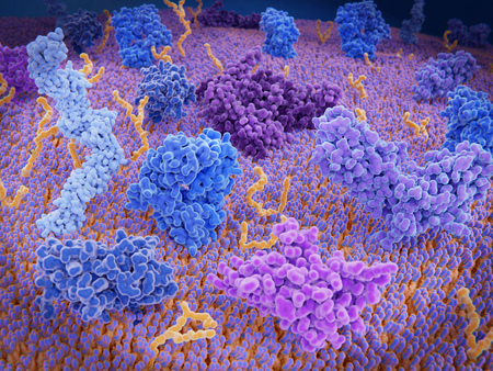 Immunologically active proteins on a T-cell. TCR (blue), CD-4 (light blue), CD-28 (dark blue),  PD-1 (magenta), CTLA-4 (violet), Ca-channel (dark violet). The T-cell receptor, CD-4 and CD-28 activate T-cells, while PD-1 and CTLA-4 inhibit the activation of T-cells.の写真素材
