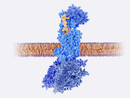 The calcitonin gene related peptide (yellow) binds to its receptor (blue) on neurons and smooth...