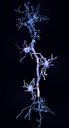 Myelin sheaths insulate the axon from electrical activity. This insulation increases the rate of...