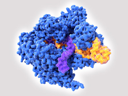 Cas9 uses CRISPR sequences to recognize and cleave specific strands of DNA. It is used as a specific...