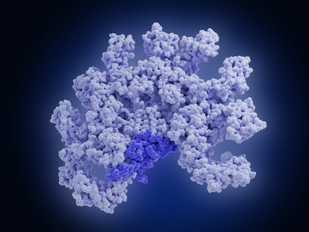 Pentameric immunoglobulin M molecule. IgM is the first antibody that appears after exposure to an...