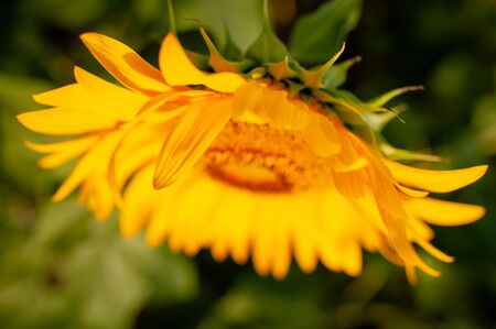 Blooming sunflower in green backgroundの写真素材