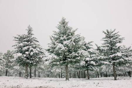 pine trees after heavy snowfall in Jaenの写真素材
