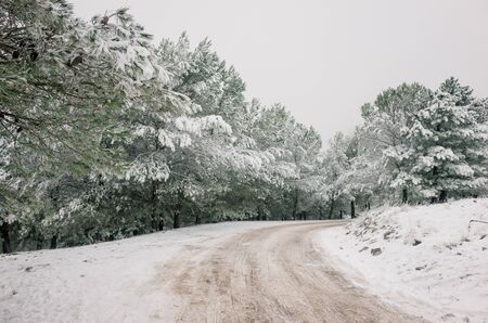 Intense snowfall in high mountains where you can see the road that an SUV has made when passing. road between high mountain pinesの写真素材