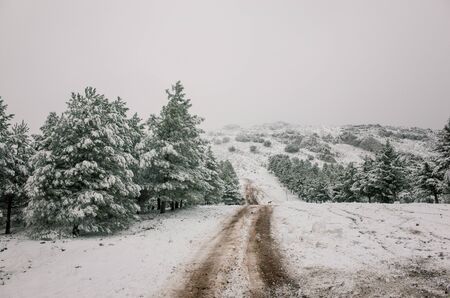 Intense snowfall in high mountains where you can see the road that an SUV has made when passing. road between high mountain pinesの写真素材