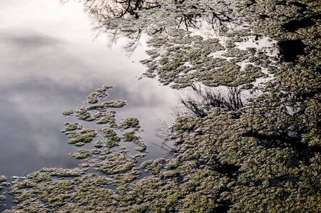 abstract water and algae bottomの写真素材