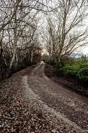 Great autumn landscape with a path that gets lost among the leafless trees. Leaves fallen on the ground by the arrival of winterの写真素材