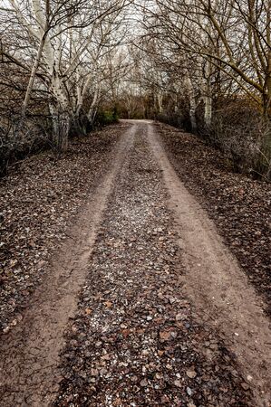 Great autumn landscape with a path that gets lost among the leafless trees. Leaves fallen on the ground by the arrival of winterの写真素材