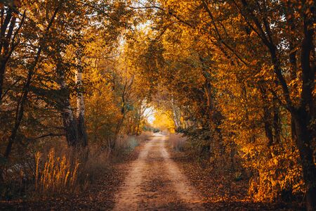 Autumn forest road through fall Autumn leaves sunny dayの写真素材