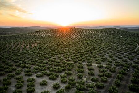 Aerial view of the plantations of Olives, Spain. Drone point of viewの写真素材