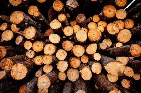 Pile of wood logs ready for winter. A lot of trunks piled up after being cut in the woodsの写真素材