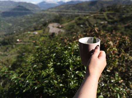A woman hand holding a cup of tea with a beatiful and natural landscape view in the holidayの写真素材