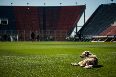 A dog watches a soccer training at the San Lorenzo Stadium, in Buenos Airesのeditorial素材