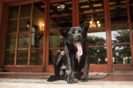 A stray dog ??scratches and shows his tongueのeditorial素材