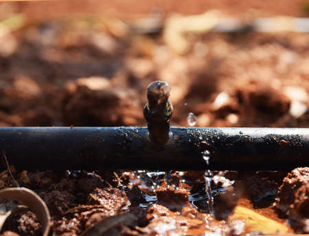 drip irrigationの写真素材