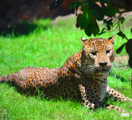 jaguar restingの写真素材