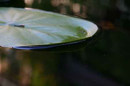 Water lily leave in a pond.の写真素材