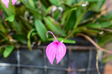 Colorful flower backgrounds of Colombia mountainsの写真素材