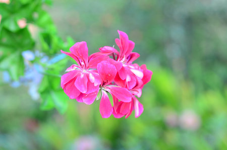 Colorful flower backgrounds of Colombia mountains