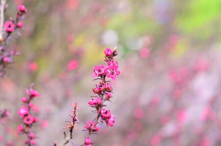 Colorful flower backgrounds of Colombia mountainsの写真素材