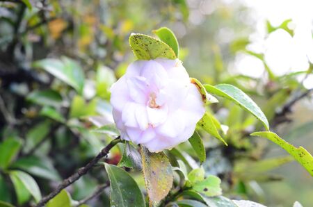 Colorful flower backgrounds of Colombia mountainsの写真素材