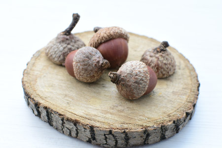 Dried acorns from cold ground, on different textures backgrounds