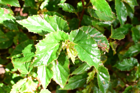 variety of nature in beautiful waves of living nature public garden of medellin