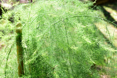 variety of nature in beautiful waves of living nature public garden of medellin