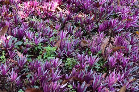 variety of nature in beautiful waves of living nature public garden of medellinの写真素材