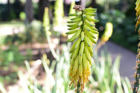 Details of flowers and natural backgrounds of the public garden of Medellin
