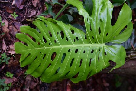 Details of leaves and natural backgrounds of the public garden of medellinの写真素材